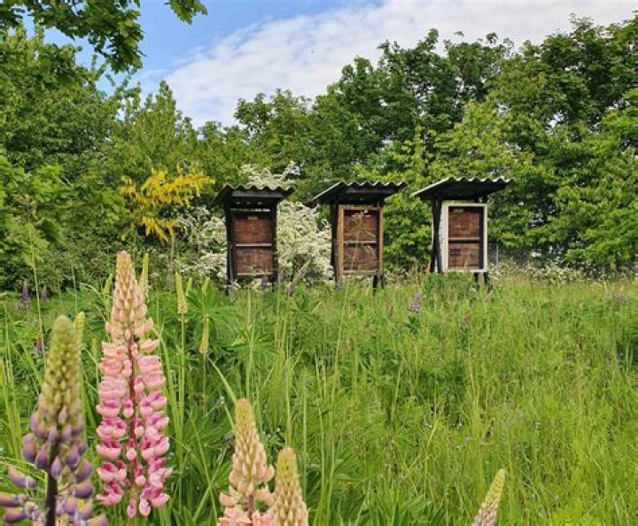 Bee.site: Revolutionizing the Digital Landscape with Cutting-Edge Technology