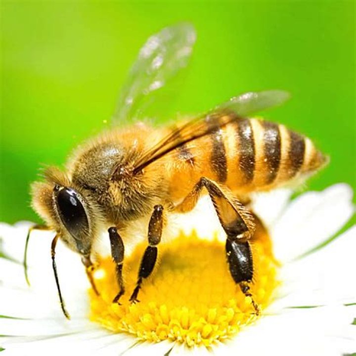 Exploring the Fascinating World of Bees: Why They Matter to Our Planet