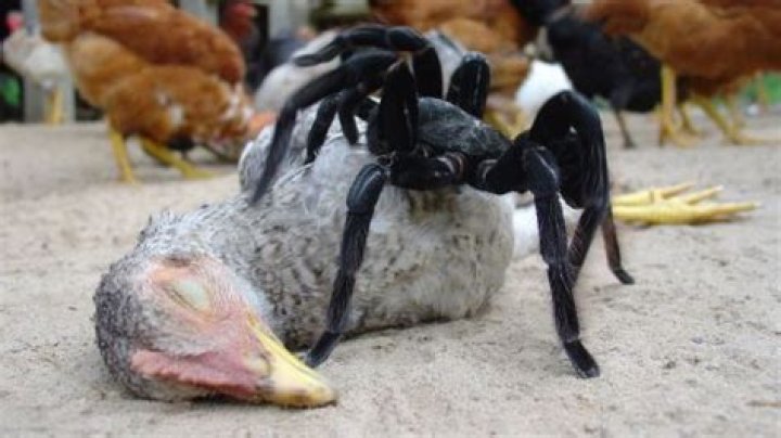 Unveiling the Truth Behind the Chicken-Eating Spider Phenomenon