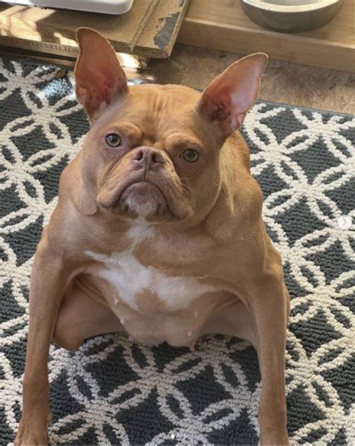 No Neck Dog: The Unique Breed and Its Fascinating Characteristics