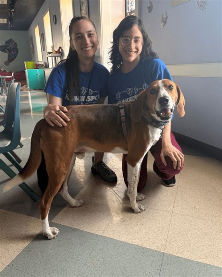 Richmond SPCA Adoption: A Lifeline for Pets and Their Forever Families