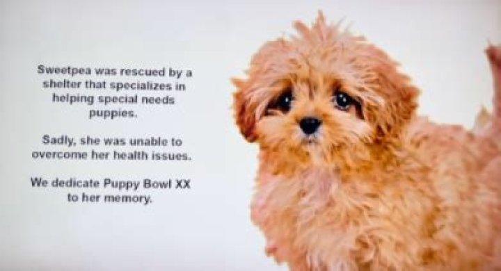 Sweet Pea Puppy Bowl: The Ultimate Guide to This Adorable Event